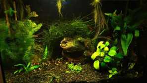 Скариди - как да бягате и да продължим?